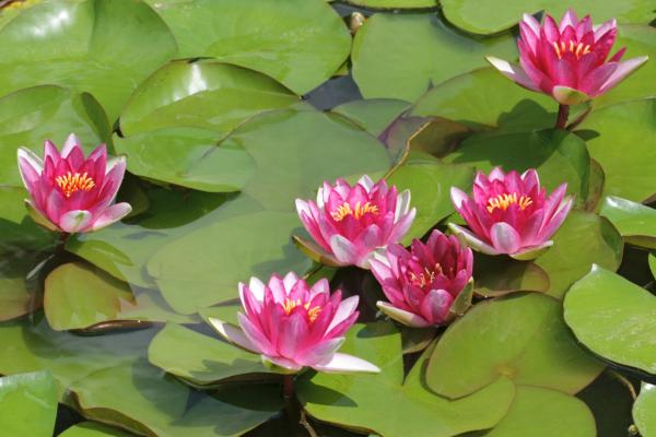 Flores de verano - Nenúfares (Nymphaea spp.)