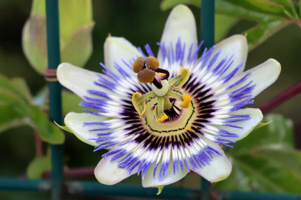 Flores de verano - Pasiflora (Passiflora spp.)
