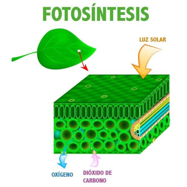 Fotosíntesis: definición y fases - Etapas de la fotosíntesis
