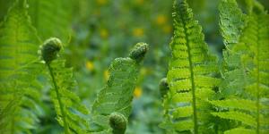 Fotosíntesis: definición y fases