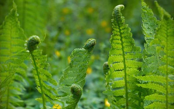 Fotosíntesis: definición y fases