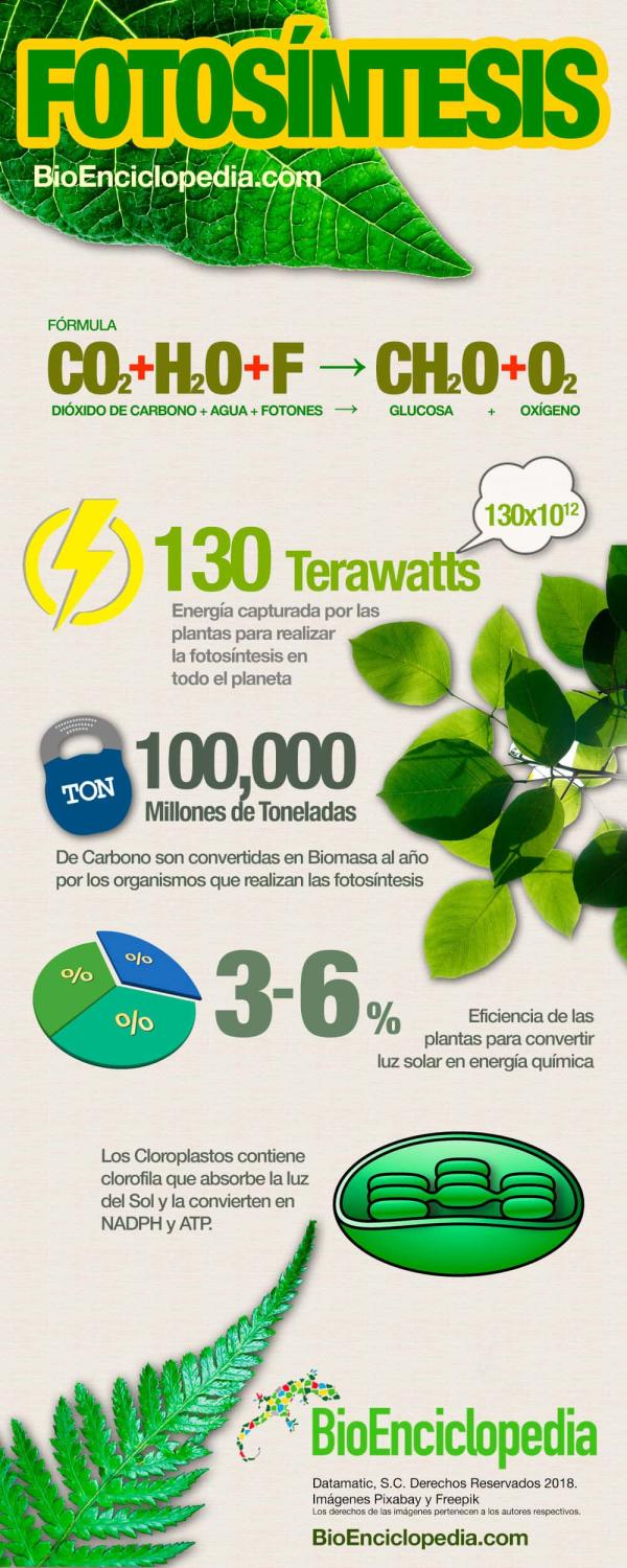 Fotosíntesis: definición y fases - Importancia de la fotosíntesis