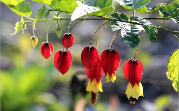 Fotosíntesis: definición y fases - Partes de la célula vegetal involucradas en la fotosíntesis