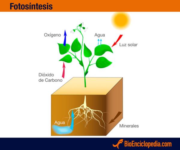 Fotosíntesis: definición y fases - Proceso de fotosíntesis