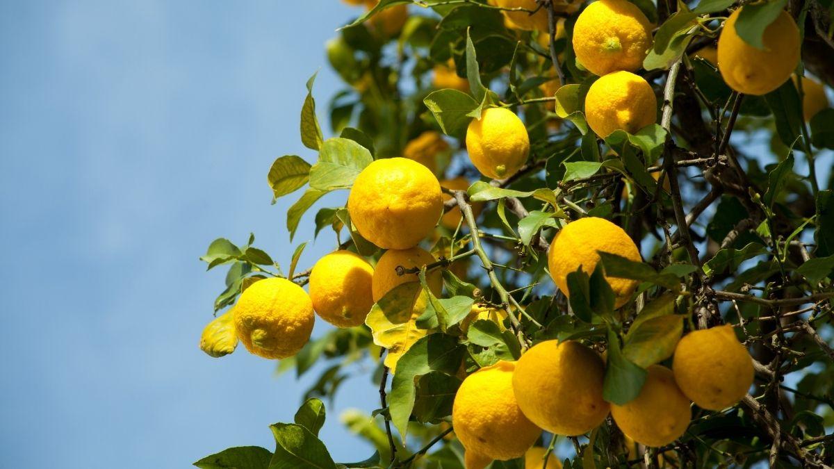 Dónde colocar un limonero para que crezca fuerte y dé muchos limones