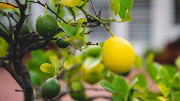 Dónde colocar un limonero para que crezca fuerte y dé muchos limones - El drenaje: lo que no se ve también cuenta