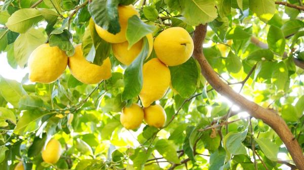 Dónde colocar un limonero para que crezca fuerte y dé muchos limones - Mucho sol, siempre que sea posible