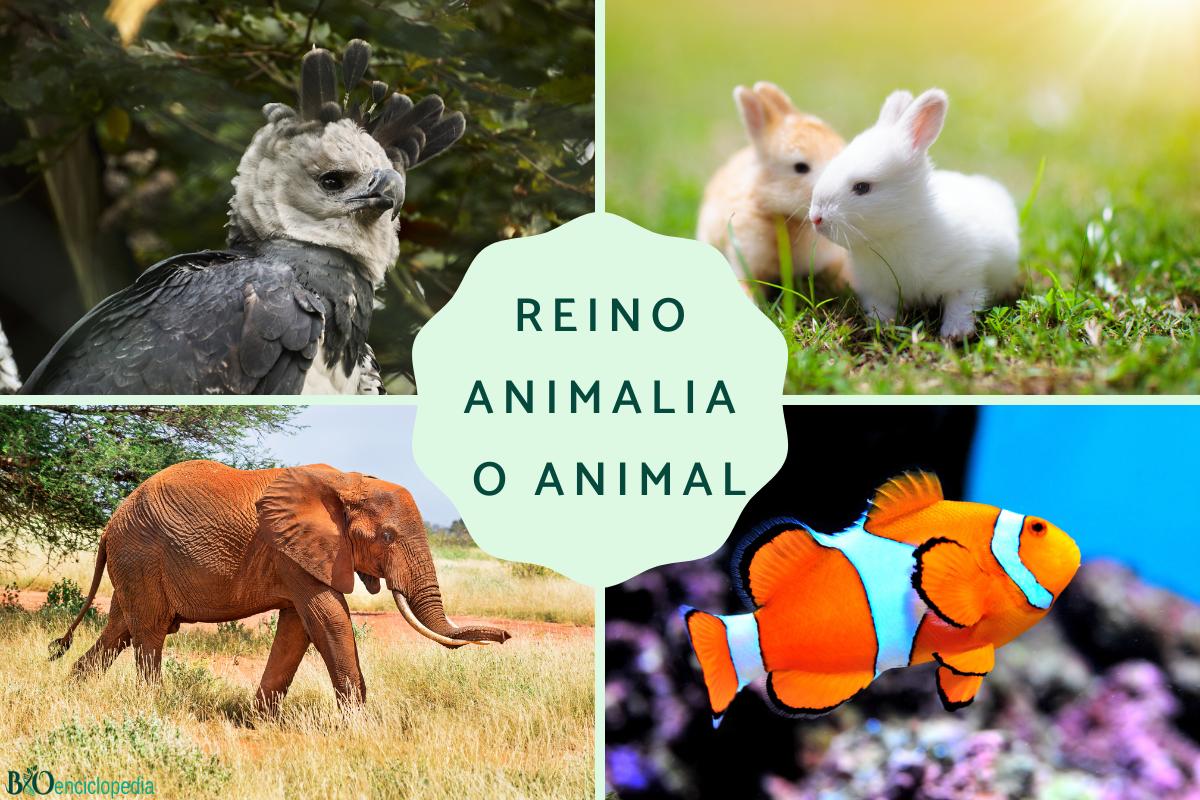 Reino Animalia: características, clasificación y ejemplos