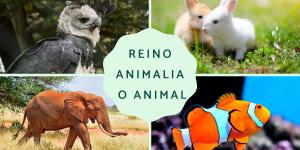 Reino Animalia: características, clasificación y ejemplos