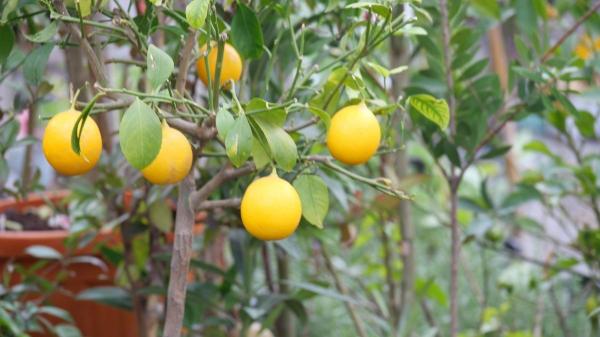 Dónde colocar un limonero para que crezca fuerte y dé muchos limones - Resguardado del viento, pero con ventilación