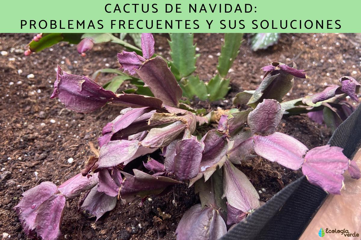 Cactus de Navidad: problemas frecuentes y sus soluciones