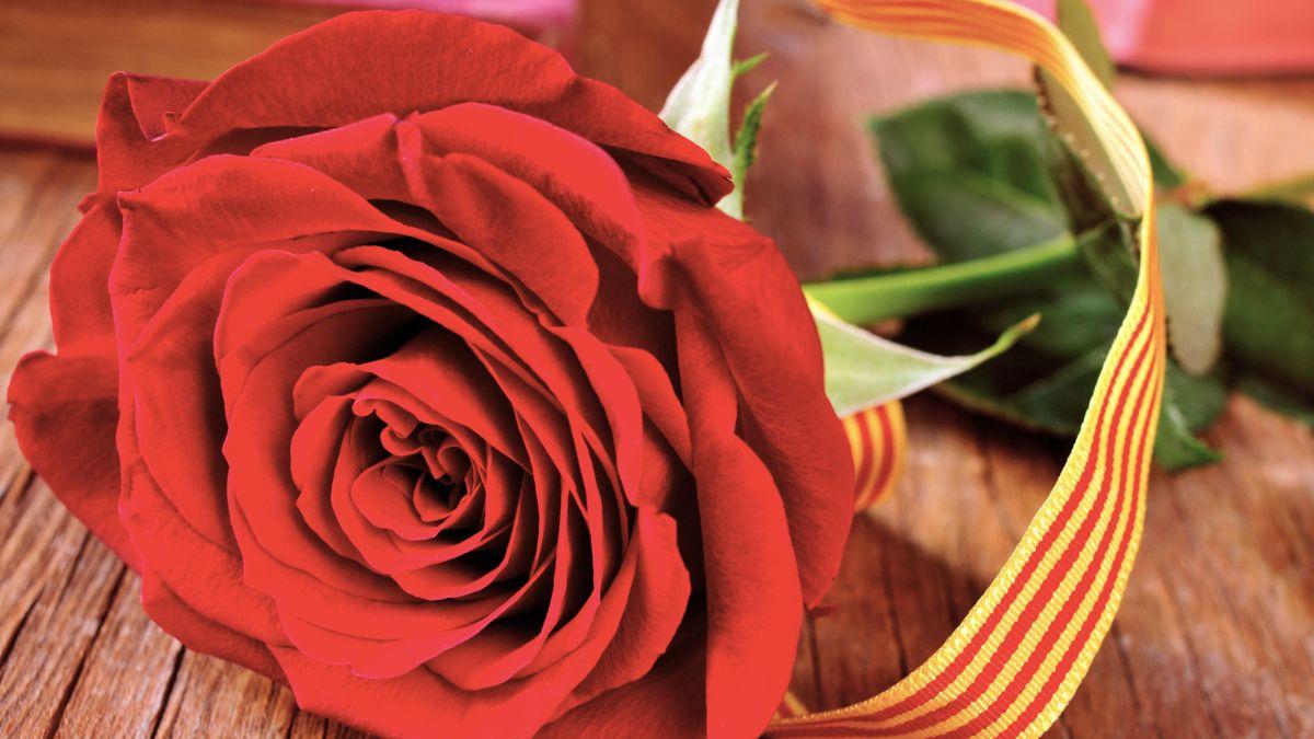 Cómo hacer que la rosa de Sant Jordi dure más tiempo (y no se marchite rápido)
