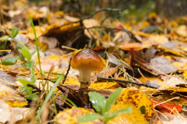 Llanega negra o Hygrophorus latitabundus - ¿Cuál es el hábitat de la llanega negra?