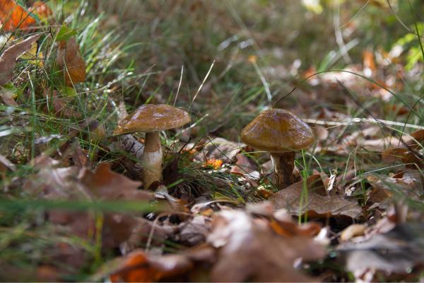 Llanega negra o Hygrophorus latitabundus - ¿Cuáles son las características de la llanega negra?