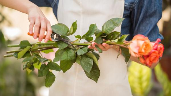 Cómo hacer que la rosa de Sant Jordi dure más tiempo (y no se marchite rápido) - El error que acorta la frescura de tu rosa es dejar las hojas en el agua: córtalas primero