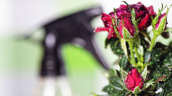 Cómo hacer que la rosa de Sant Jordi dure más tiempo (y no se marchite rápido) - El truco de los floristas para mantener los pétalos de la rosa más frescos