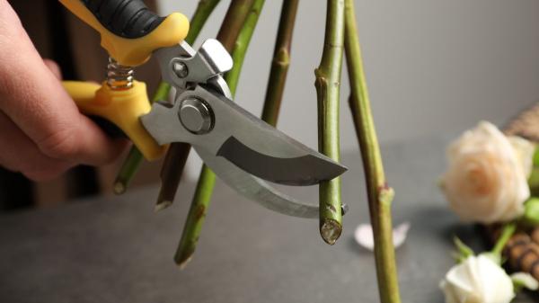 Cómo hacer que la rosa de Sant Jordi dure más tiempo (y no se marchite rápido) - El truco del corte en diagonal que alarga la vida de tu rosa