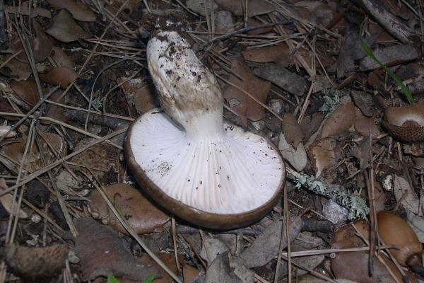 Llanega negra o Hygrophorus latitabundus - ¿Es comestible la llanega negra?