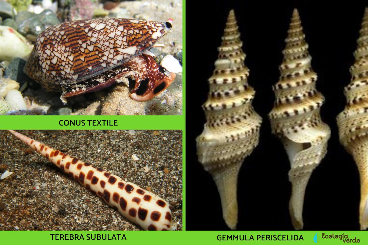 ¿Hay caracoles venenosos?