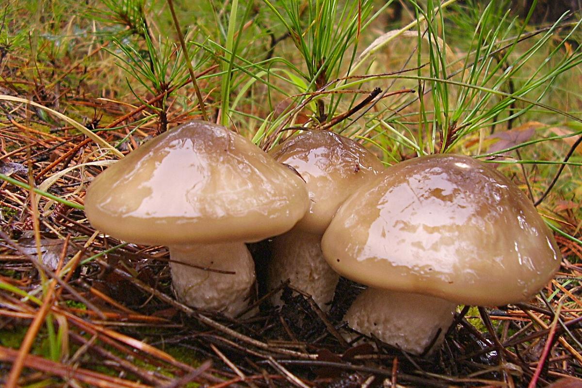Llanega negra o Hygrophorus latitabundus