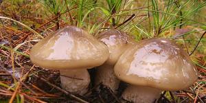 Llanega negra o Hygrophorus latitabundus
