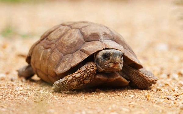 Tortuga del Desierto - Alimentación de la tortuga del desierto