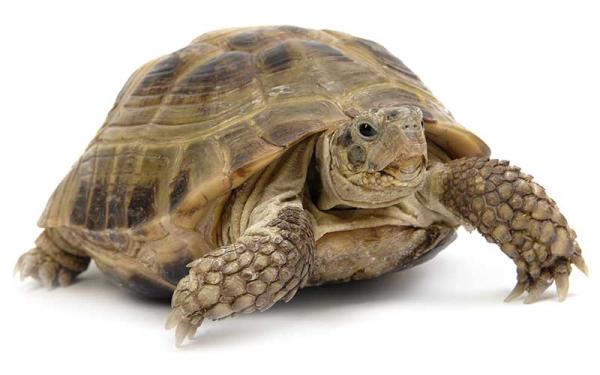 Tortuga del Desierto - Descripción de la tortuga del desierto