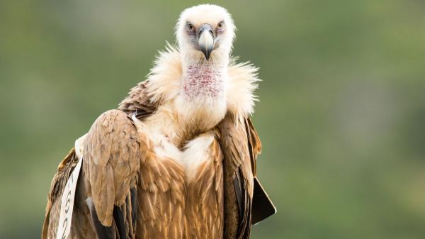 Creerás que es Utah, pero es Zaragoza y alberga una de las mayores concentraciones de buitres leonados - El “limpiador” natural que mantiene vivo el ecosistema