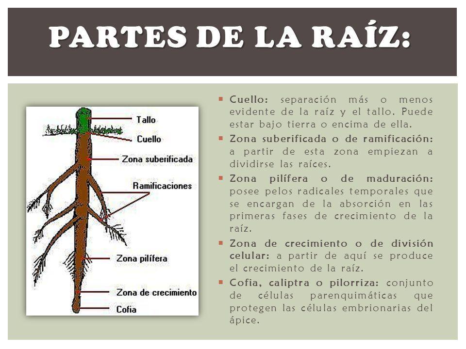 PARTES de la RAÍZ y sus FUNCIONES Resumen con esquema PARTES de la RAÍZ y sus FUNCIONES Resumen con esquema