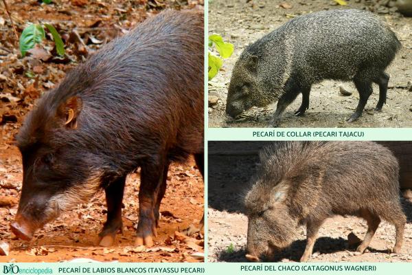 Pecarí - Características del pecarí