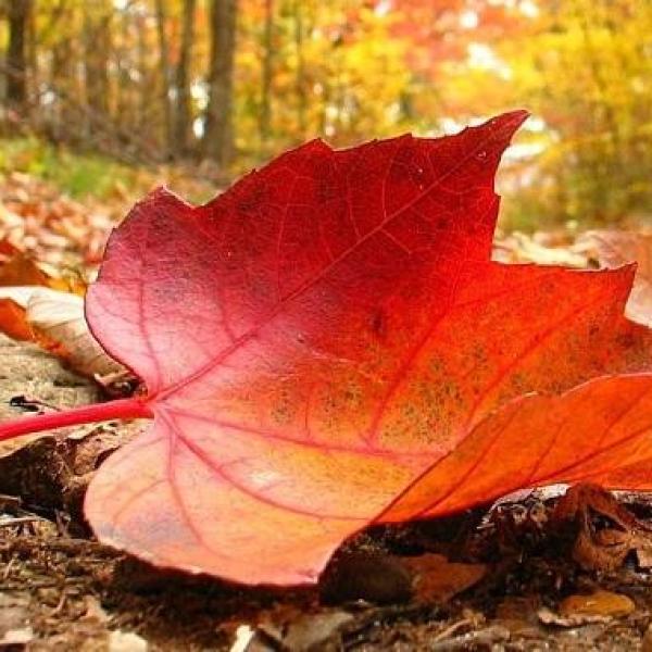 Details 48 que hacer con las hojas caídas de los árboles Abzlocal.mx