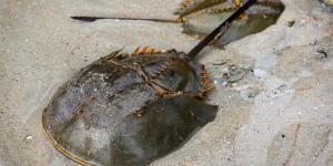 Cangrejo herradura o Limulus polyphemus
