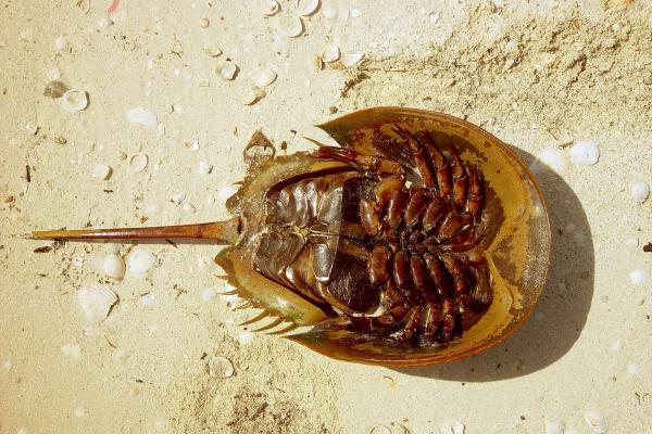 Cangrejo herradura o Limulus polyphemus - Características del cangrejo herradura