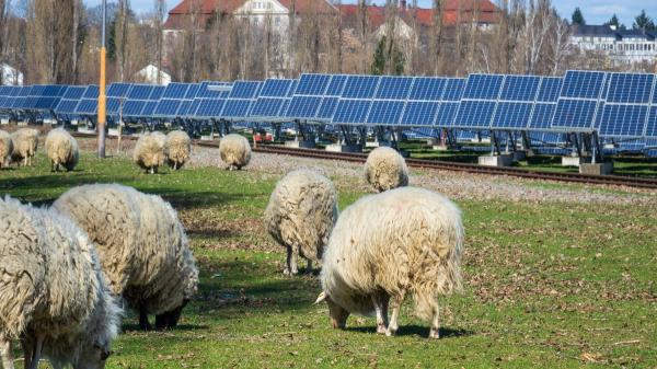 Miles de ovejas sustituyen a los cortacéspedes en las plantas solares: España ya prueba esta solución - Extremadura ya ha probado cómo funciona el pastoreo fotovoltaico