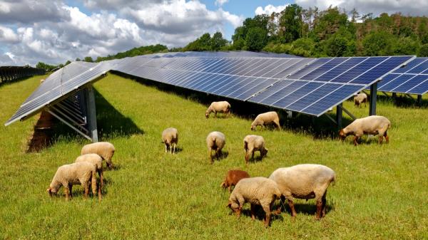 Miles de ovejas sustituyen a los cortacéspedes en las plantas solares: España ya prueba esta solución - Las ovejas se meten debajo de los paneles donde las máquinas no llegan
