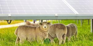 Miles de ovejas sustituyen a los cortacéspedes en las plantas solares: España ya prueba esta solución