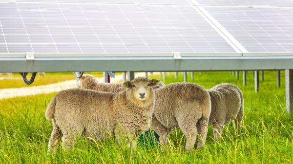 Miles de ovejas sustituyen a los cortacéspedes en las plantas solares: España ya prueba esta solución