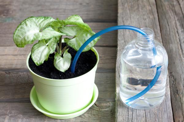 Consejos para ahorrar agua en casa - Riego de las plantas