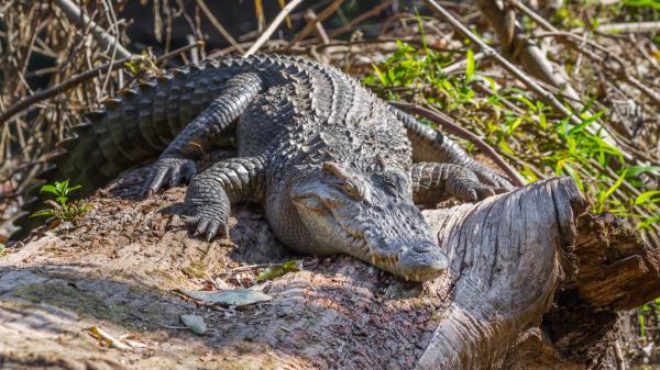 De creerse extinguido a volver a reproducirse: Camboya protege uno de los últimos refugios del cocodrilo siamés - Durante años se pensó que había desaparecido de la naturaleza