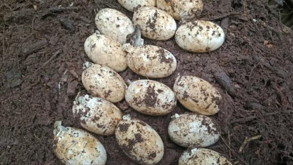 De creerse extinguido a volver a reproducirse: Camboya protege uno de los últimos refugios del cocodrilo siamés - El cocodrilo que vuelve a reproducirse en libertad