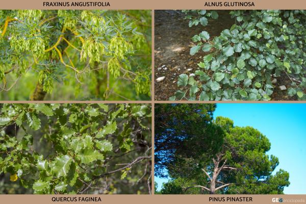 Río Alberche - Flora y fauna del río Alberche