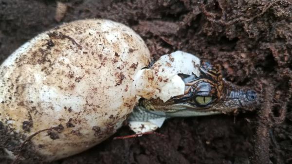 De creerse extinguido a volver a reproducirse: Camboya protege uno de los últimos refugios del cocodrilo siamés - La genética puede ser la clave para evitar su desaparición