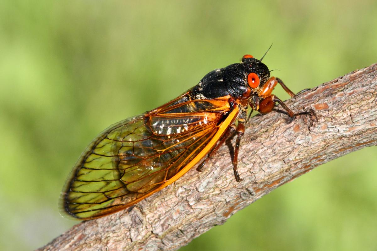 Por qué cantan las chicharras o cigarras