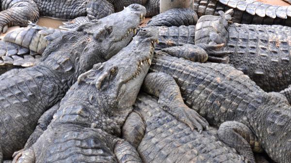 De creerse extinguido a volver a reproducirse: Camboya protege uno de los últimos refugios del cocodrilo siamés - Un humedal de 315 hectáreas protege a una de sus últimas poblaciones