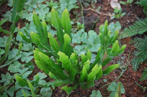 Plantas medicinales de Argentina - Carqueja