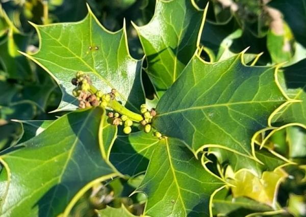 Plantas medicinales de Argentina - Congorosa