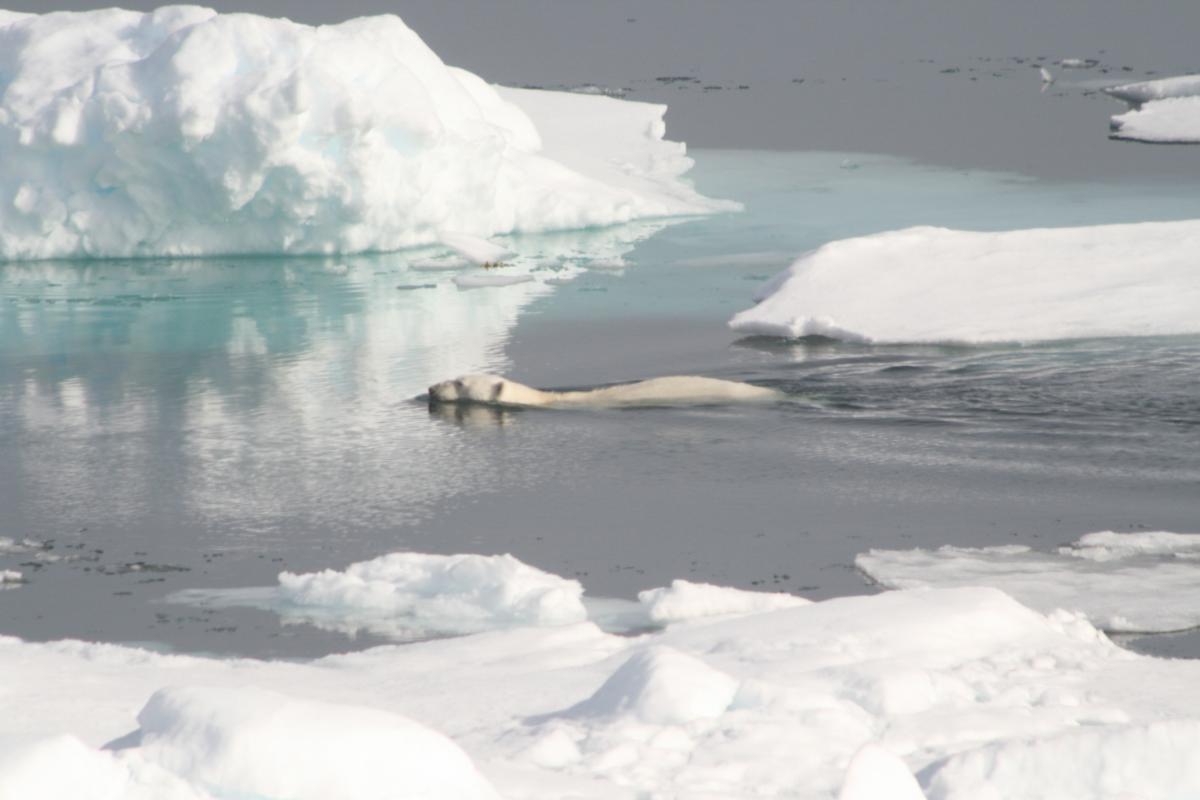 Datos sobre el deshielo de los polos