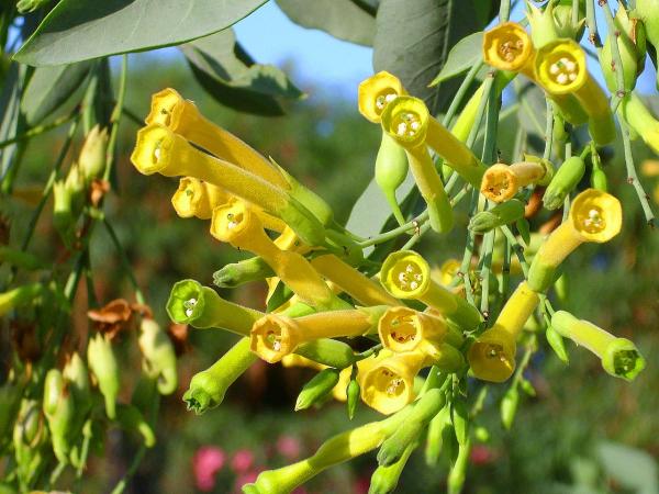 Plantas medicinales de Argentina - Palan palan