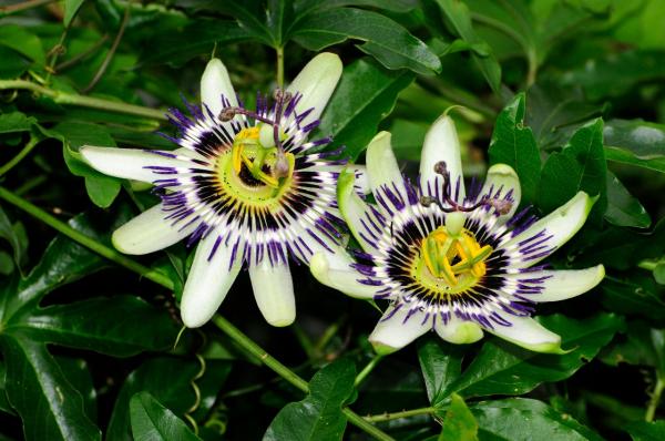 Plantas medicinales de Argentina - Pasionaria