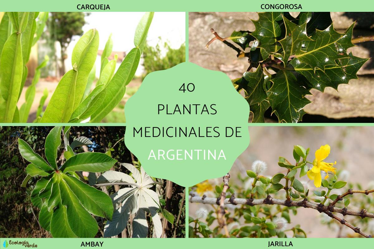Plantas medicinales de Argentina